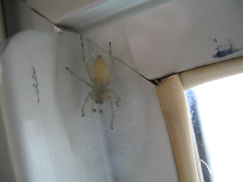 Маленькие белые пауки дома. Белые паучки в квартире. Белый паук в квартире. Маленький белый паук в квартире. Белые пауки в доме