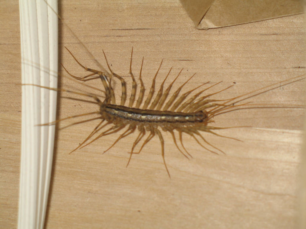 Как выглядит двухвостка насекомое в квартире фото